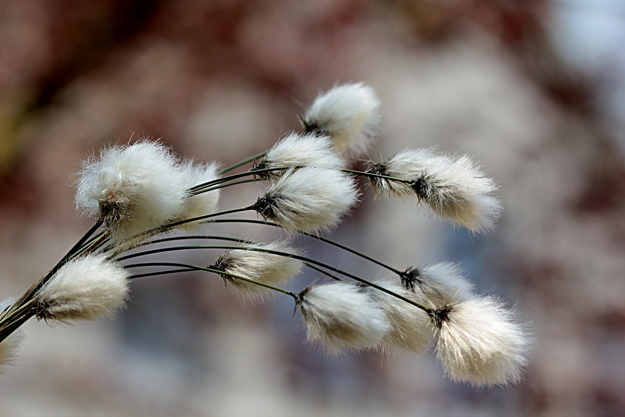 Cotton Collapsing Early on Thursday